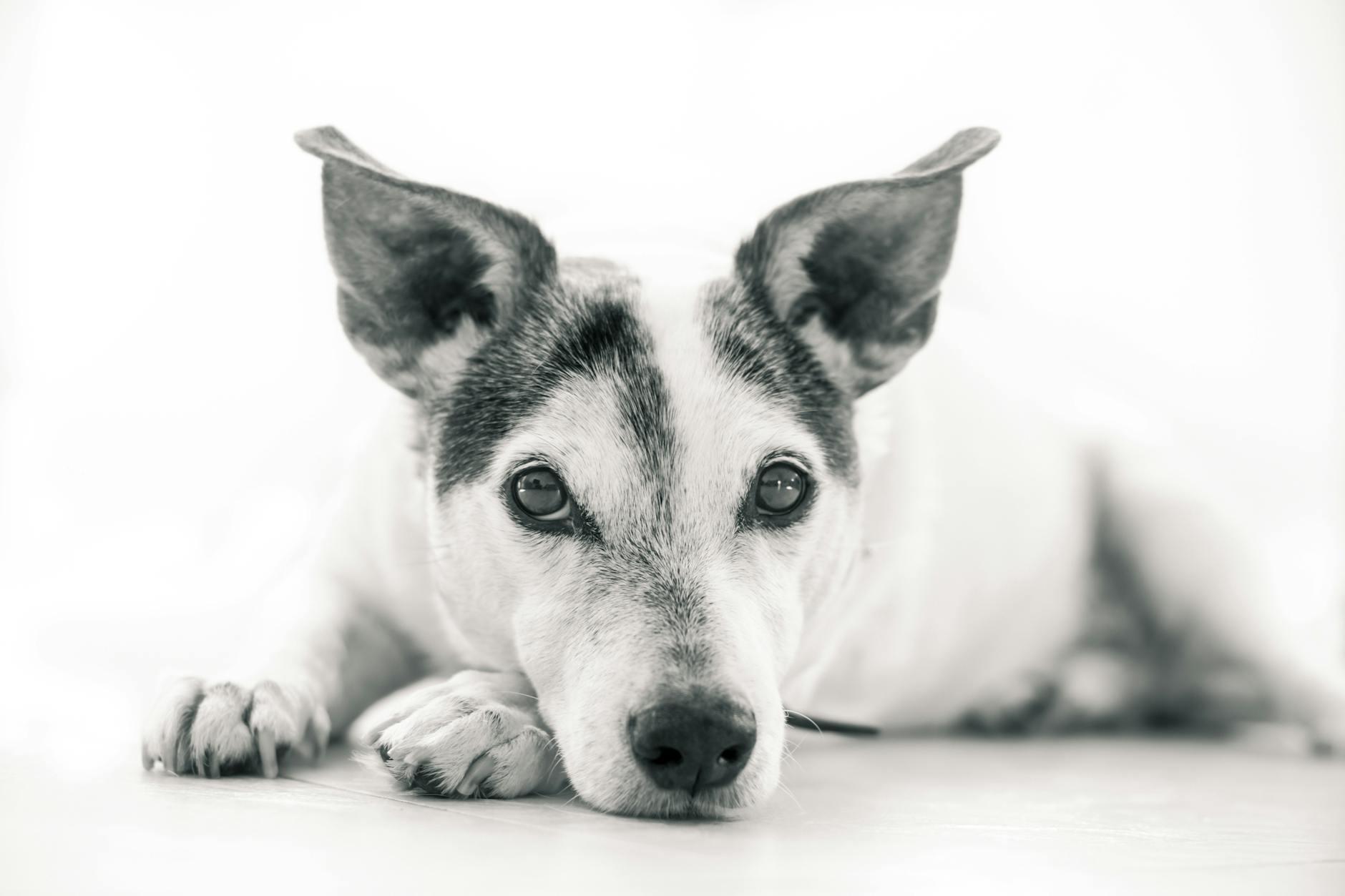 grayscale photography of dog